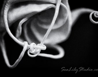 Tangled : monochrome flower vine angel trumpet black white garden tree wicked poison dark abstract gothic 8x12 12x18 16x24 20x30 24x36