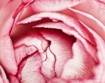 Ranunculus : flower photography pink petal romantic wedding bride love spring garden valentine home decor 8x10 11x14 16x20 20x24 24x30