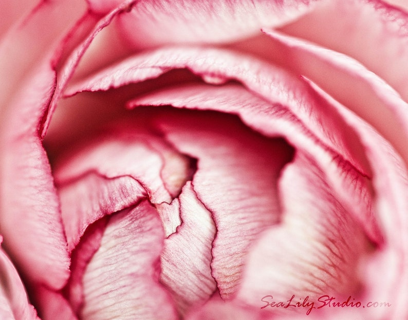 Ranunculus : flower photography pink petal romantic wedding bride love spring garden valentine home decor 8x10 11x14 16x20 20x24 24x30 image 1