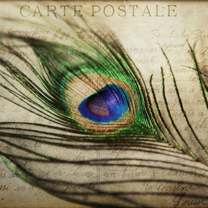 Carte Postale : peacock feather vintage french postcard love letter art nouveau blue green iridescent home decor 8x12 12x18 16x24 20x30