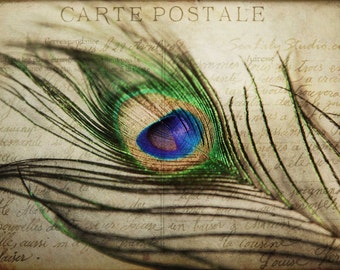 Carte Postale : peacock feather vintage french postcard love letter art nouveau blue green iridescent home decor 8x12 12x18 16x24 20x30