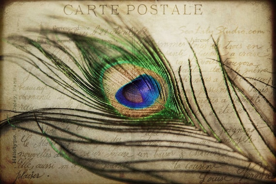 Carte Postale Peacock Feather Vintage French Postcard Love Etsy