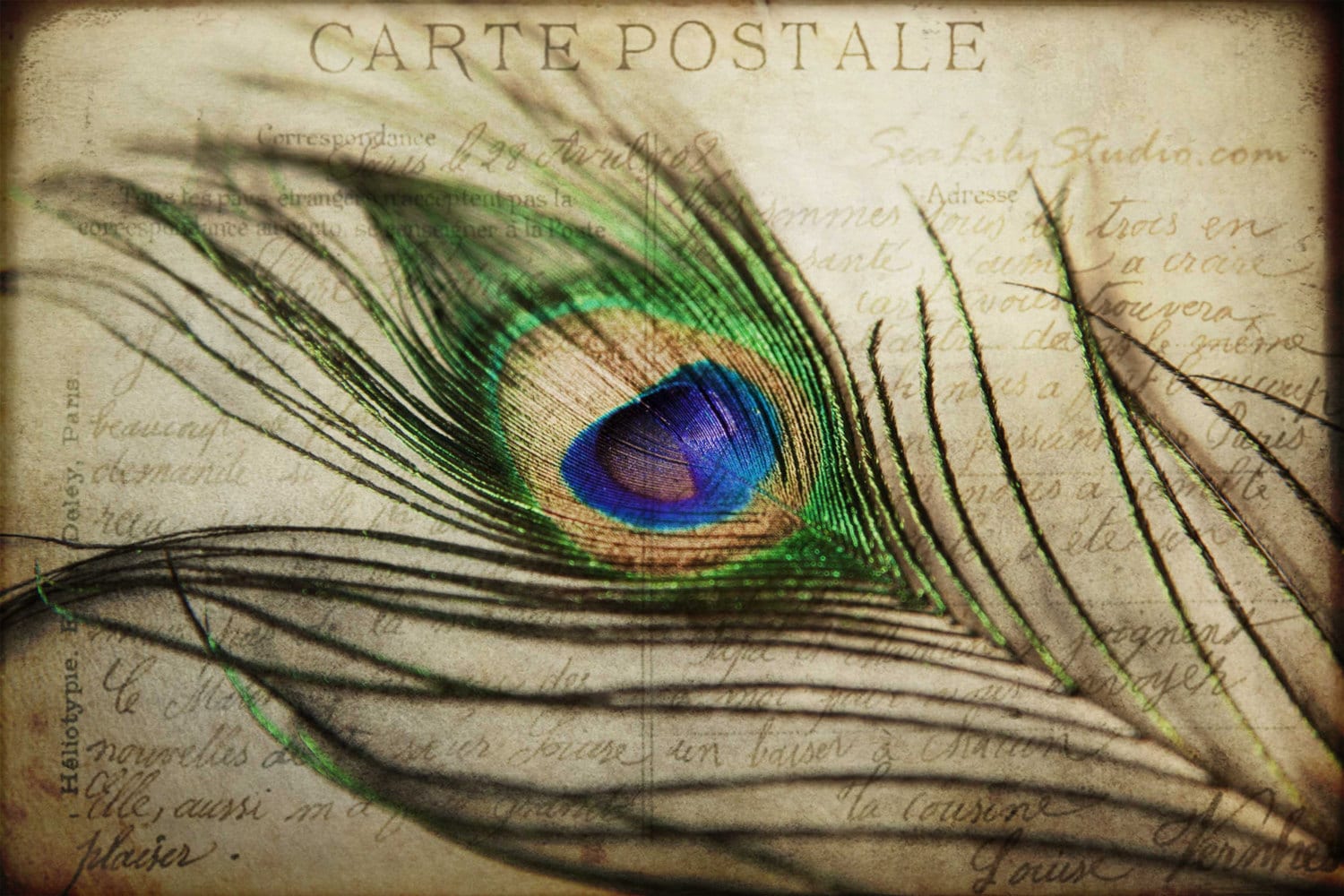 vintage-peacock-feather
