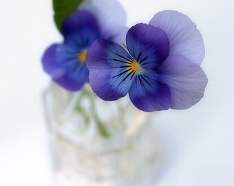 Miniature Pansy : vintage faded flower photography purple violet lavender home decor 8x10 11x14 16x20 20x24 24x30