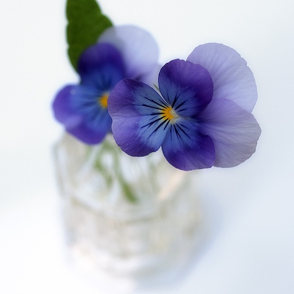 Miniature Pansy : vintage faded flower photography purple violet lavender home decor 8x10 11x14 16x20 20x24 24x30