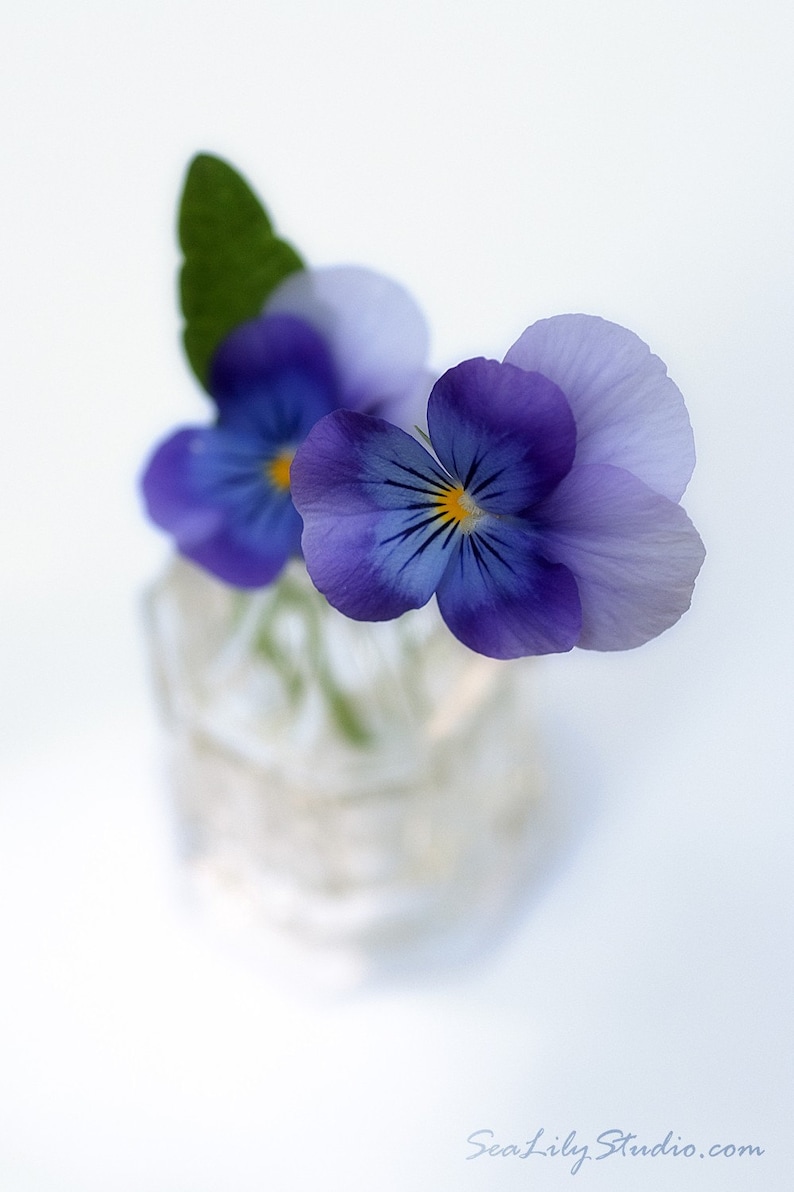 Miniature Pansy : vintage faded flower photography purple violet lavender home decor 8x10 11x14 16x20 20x24 24x30 image 1