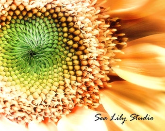 Sunflower : sunflower photo flower photography fibonacci spiral yellow green sunshine garden home decor 8x10 11x14 16x20 20x24 24x30
