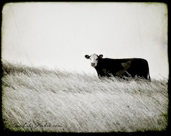 One Cow Hill : cow photo black and white photography nature rural farm moo cattle ranch cowboy home decor 8x10 11x14 16x20 20x24 24x30