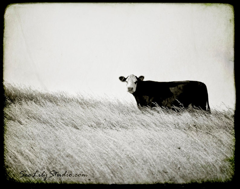 One Cow Hill : cow photo black and white photography nature rural farm moo cattle ranch cowboy home decor 8x10 11x14 16x20 20x24 24x30 image 1