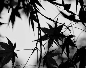 Japanese Maple (BW) : surreal photo leaf photography black white silhouette monochrome winter home decor 8x10 11x14 16x20 20x24 24x30