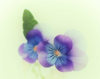 Pressed in a Book : miniature pansy vintage flower photography purple violet lavender home decor (square image up to 30x30)