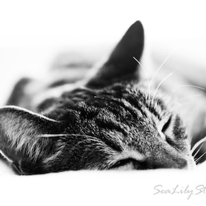 Golden Slumber : cat photo black white photography sweet henry tabby cat sleeping kitty home decor 8x12 12x18 16x24 20x30 24x36