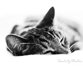 Golden Slumber : cat photo black white photography sweet henry tabby cat sleeping kitty home decor 8x12 12x18 16x24 20x30 24x36