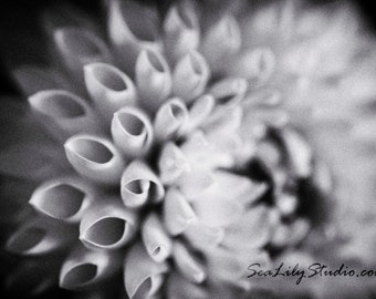 Dahlia BW : dahlia flower photo monochrome black and white floral garden romantic home decor 8x12 12x18 16x24 20x30 24x36