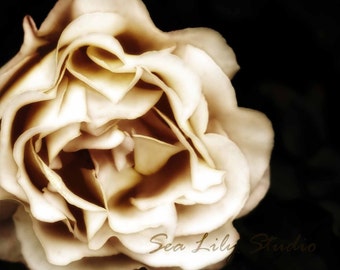 Pale Rose : rose sepia vintage antique petal cream brown photography monochrome image faded flower home decor 8x10 11x14 16x20 20x24 24x30