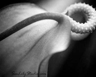 Anthurium : macro photography black and white monochrome surreal maui hawaii tropical flower island home decor 8x12 12x18 16x24 20x30 24x36