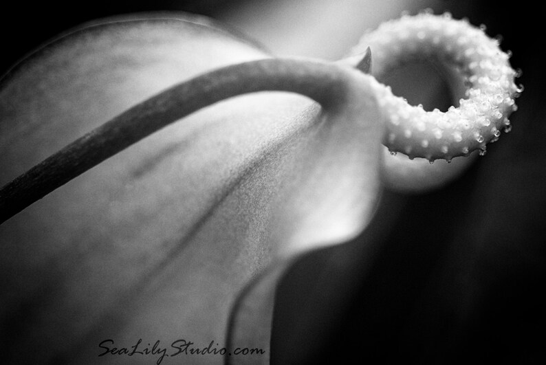 Anthurium 24x36 : tropical flower photo black and white monochrome photography surreal island home decor fine art print image 1
