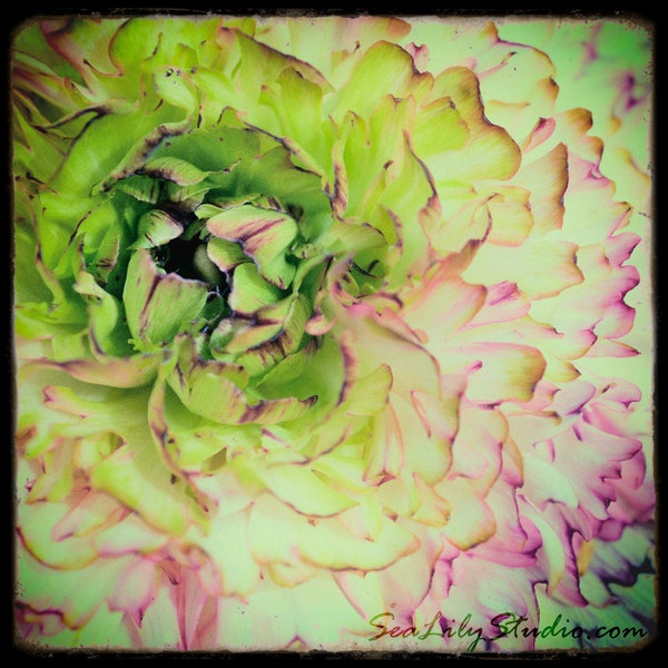 Ranunculus : floral photo shabby chic macro flower photography pastel green pink aqua spring summer home decor (square image up to 30x30)