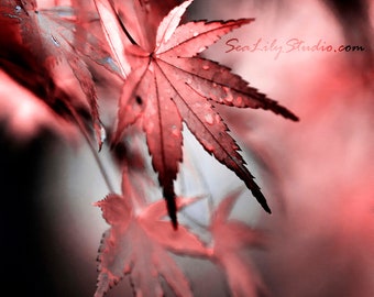 Japanese Maple II : surreal photo leaf macro photography abstract soft focus red black gray home decor 8x10 11x14 16x20 20x24 24x30