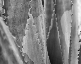 Agave Americana 24x36 : agave photo desert photography succulent black and white home decor fine art print