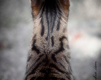 Henry's Head : cat photo meow animal pet photography tabby cat lover tan black tiger home decor 8x12 12x18 16x24 20x30 24x36