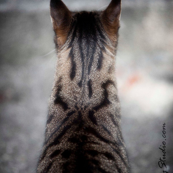 Henry's Head : cat photo meow animal pet photography tabby cat lover tan black tiger home decor 8x12 12x18 16x24 20x30 24x36