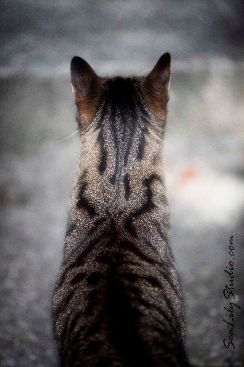 Henry's Head : cat photo meow animal pet photography tabby cat lover tan black tiger home decor 8x12 12x18 16x24 20x30 24x36 image 1