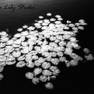 Dark Lily : black white photography monochrome lake murky water ripple surreal dream haunting home decor 8x10 11x14 16x20 20x24 24x30