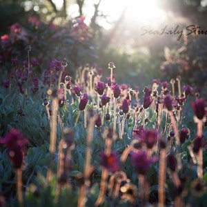 Backlight : flower photo backlit photography floral field sun sunlight spring summer garden surreal home decor 8x12 12x18 16x24 20x30 24x36