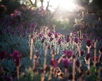 Backlight 24x36 : flower photo backlit photography floral field sun sunlight spring summer garden surreal dream home decor