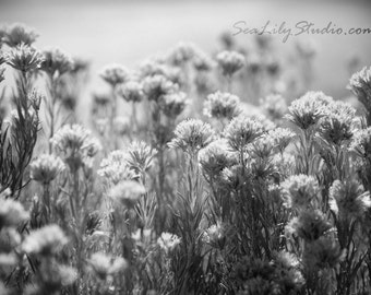 Hush : desert flower photo nature photography black and white monochrome winter spring home decor 8x12 12x18 16x24 20x30 24x36