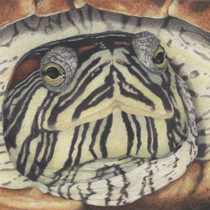 Red-Eared Slider