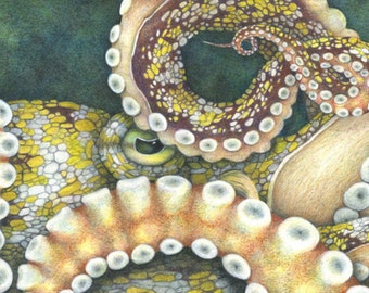 Octopus/Giclee/Print/Ocean Animals/Coral Reef/Nature/Wall Decor/Colorful/Playful