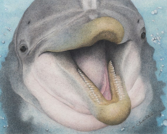 Happy Dolphin - Etsy