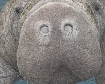 Manatee