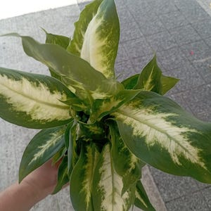 Diffenbachia plant