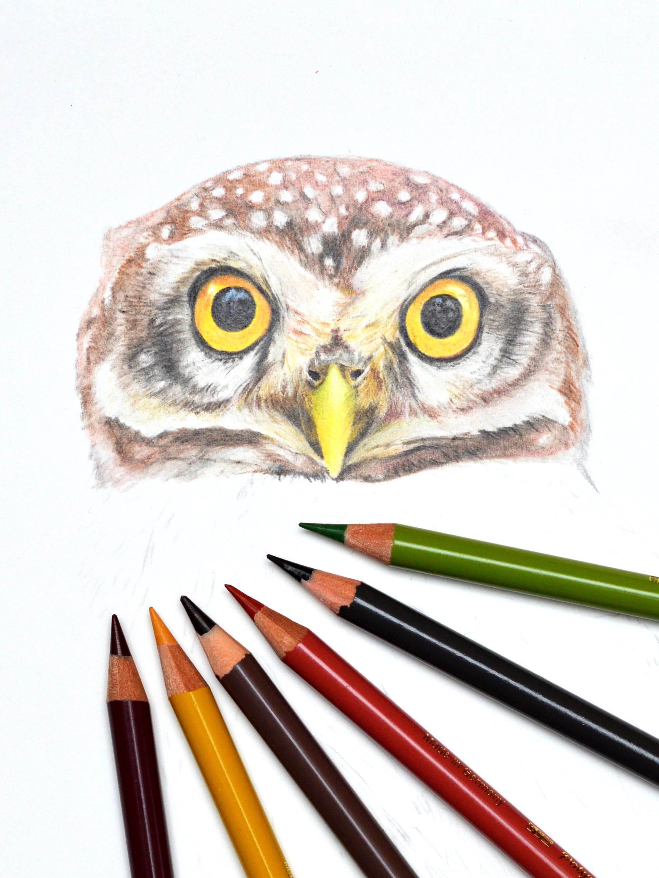小さなフクロウの色鉛筆画オリジナル – 手描きのフクロウ – リアルな 