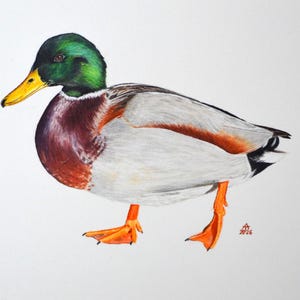Könnte beinhalten: Aquarellmalerei eines Stockenten-Erpels. Die Ente hat einen grünen Kopf, einen gelben Schnabel und eine kastanienbraune Brust. Seine Flügel sind grau mit orangefarbenen Akzenten, und er steht auf orangefarbenen Füßen vor weißem Hintergrund. Signiert und datiert 2026.