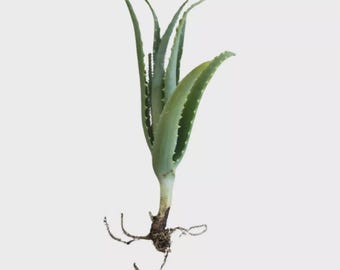 Pianta adulta di Aloe Arborescens - Talea da 30+ cm - Etsy Italia