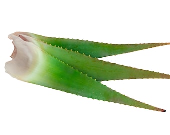 Foglie fresche di Aloe Arborescens 1 kg