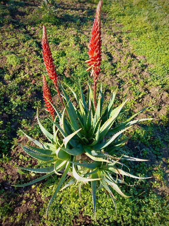 Foglie Fresche Di Aloe Arborescens 1kg - Spedizione Inclusa In 48h - Foto 3