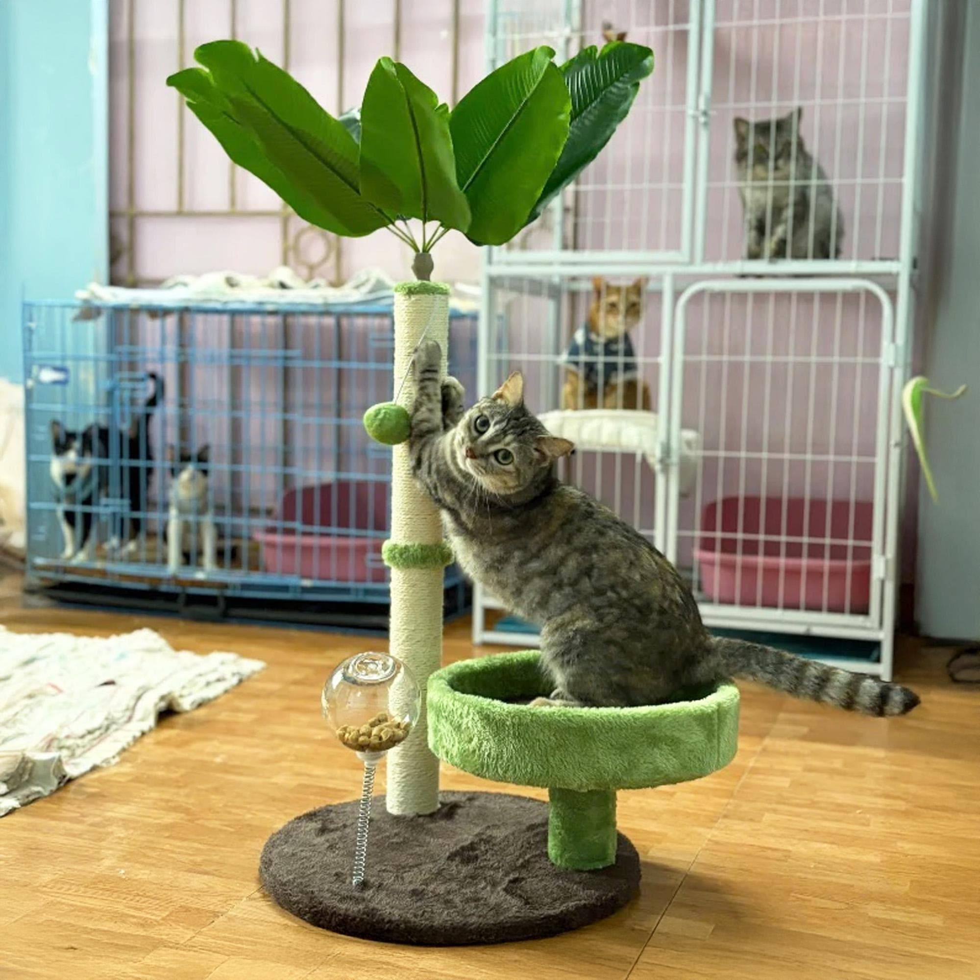 Driftwood Scratching Post