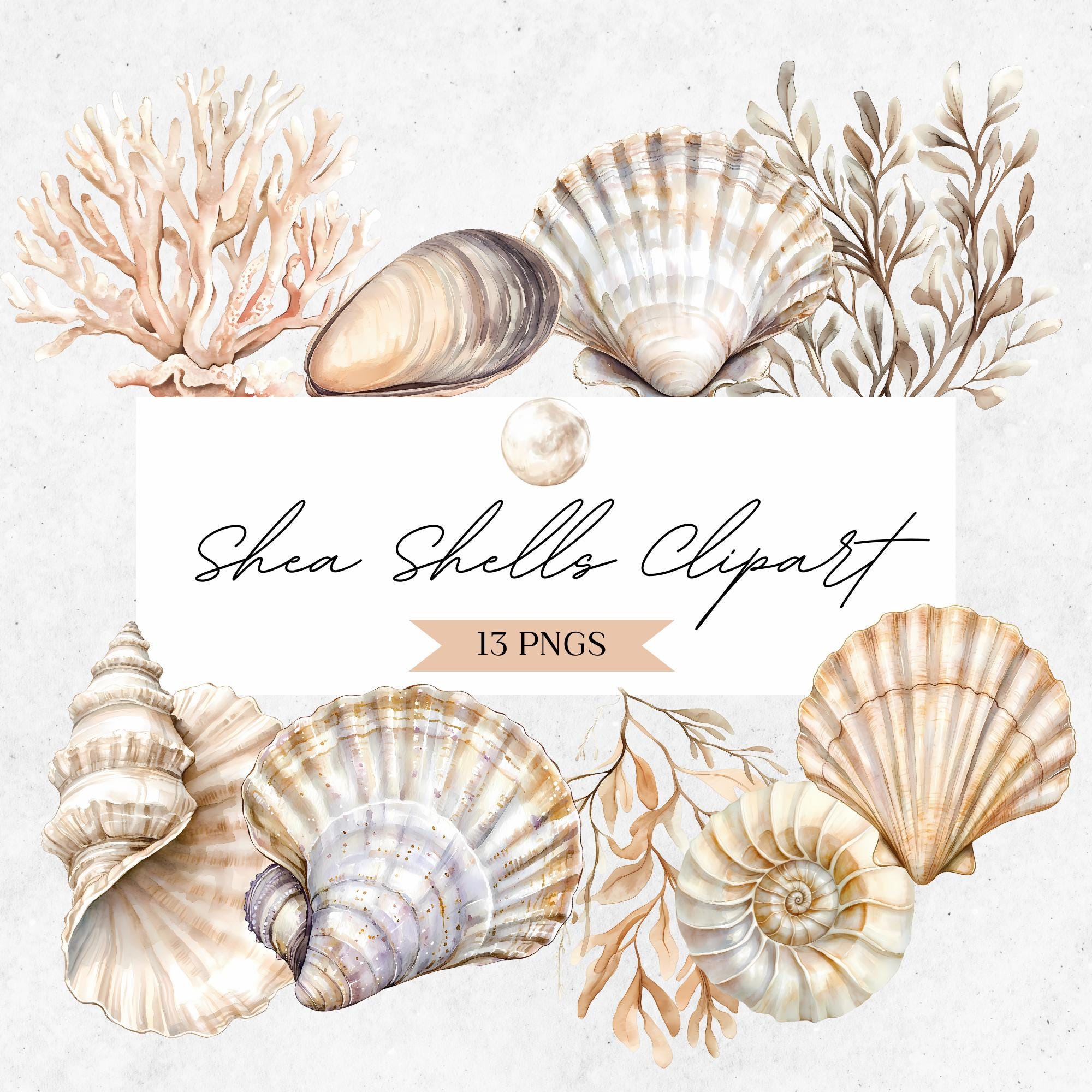 Sea Shells Clipart - Tropical Watercolor PNG - Coastal Projects - Ocean Illustration - CLP05BA
