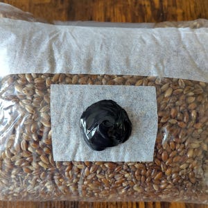 2 kg Sterile Rehydrated Uninoculated Rye Grain Mushroom Spawn - Steriler Rehydrierter Nicht Beimpfter Roggenkorn Pilzbrut