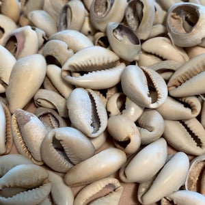 May include: A collection of numerous off-white cowrie shells, each featuring a smooth, rounded dorsal surface and a central longitudinal slit with serrated edges on the underside. The shells vary slightly in size and show natural color variations.