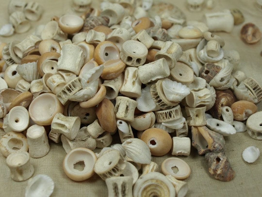 Shell Grab Bag! Various Shells From Ghana, Ivory Coast, Mali and Gambia ...