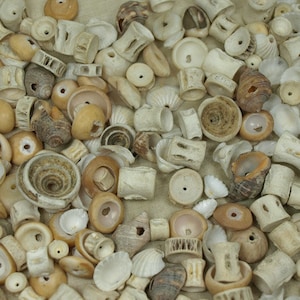 Shell Grab Bag! Various Shells From Ghana, Ivory Coast, Mali and Gambia ...