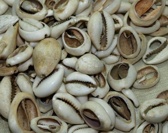 Bag of 20 Antique Nigerian Cowrey Shells