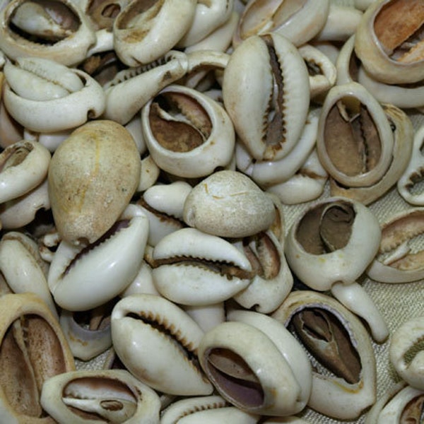 Bag of 20 Antique Nigerian Cowrey Shells