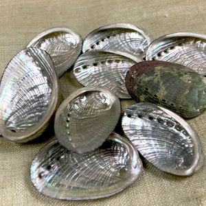 Bag of 10 Vintage 1970s Baby Abalone Shells. NTR853 - Etsy